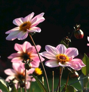粉色大丽花绽放美景