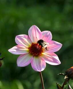 粉色花朵上的蜜蜂