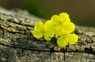 树干上的黄色小花