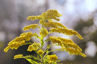 金黄一枝黄花特写