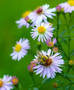 蜜蜂采蜜于雏菊间