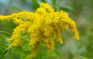 金黄灿烂的一枝花卉