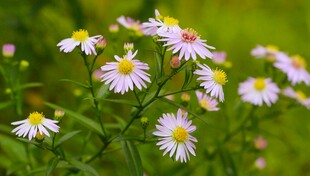 野菊花绽放于绿意间