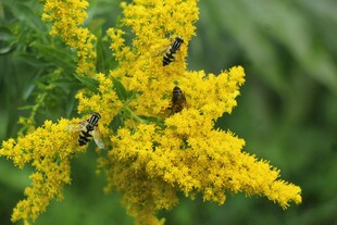 蜜蜂采蜜于金黄花朵间