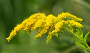 金黄一枝黄花绽放