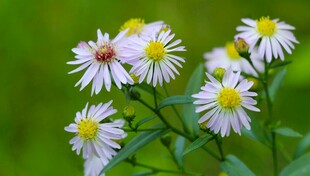 清新野菊花绽放