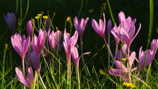 紫色番红花绽放于草丛