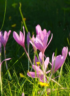 草丛中的美丽紫色花朵