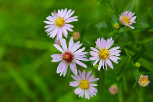 清新野菊花绽放于绿草间