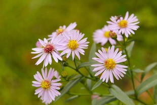 清新美丽的粉色小雏菊