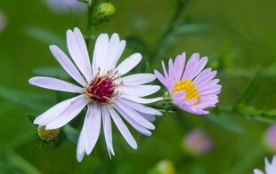 清新美丽的两朵小雏菊