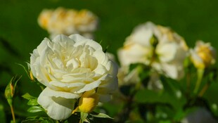 白色蔷薇绽放于绿意间