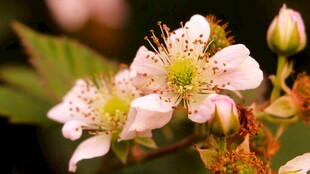 粉嫩野蔷薇绽放瞬间