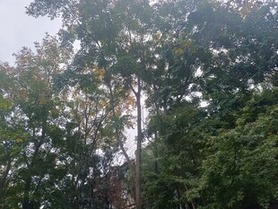 茂密树林中的高大树木