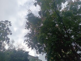 绿树掩映下的天空一角