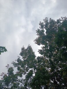 树梢之上的天空景致