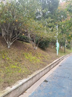 路边斜坡绿植景观