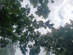 仰视繁茂枝叶与天空