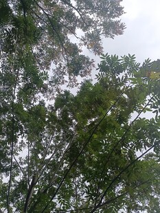 仰视茂密树林树冠