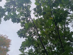 茂密树林中的葱郁树冠