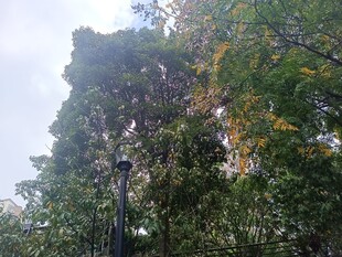 高大树木展现自然绿意