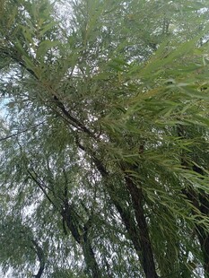 茂密葱郁的林间树木