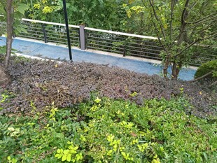 林间步道旁的绿植景观