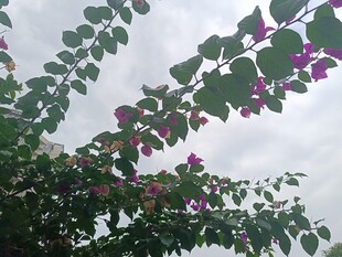 枝头绽放的紫花绿叶