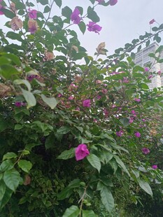 盛开的紫花绿植景观