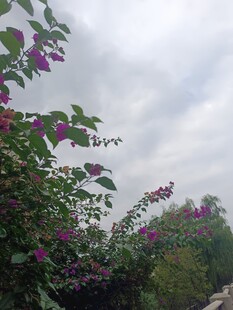 紫花繁茂于多云天空下