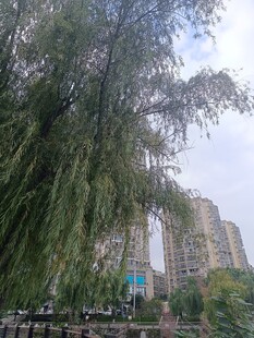 城市中繁茂的垂柳景观