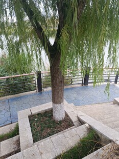 湖畔垂柳下的休闲步道