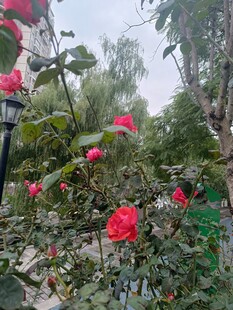 娇艳红玫瑰绽放于绿植间