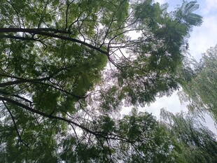 仰视葱郁树林树冠