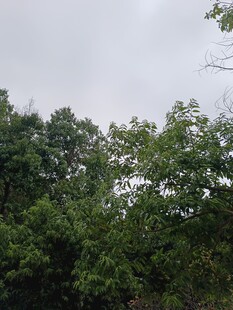 茂密树林绿意盎然