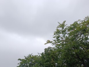 阴天中的葱郁树梢