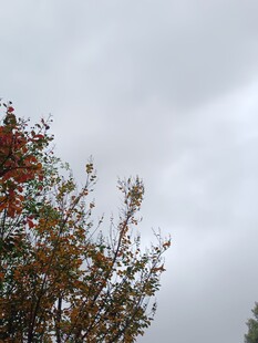 秋日树梢与阴沉天空