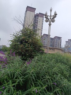 城市中繁茂的绿植与高楼