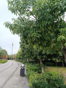 路边绿树与垃圾桶景观