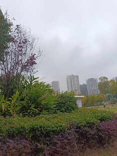 城市中的绿植景观