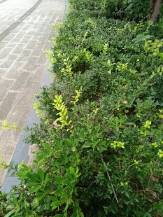 路边翠绿繁茂的灌木丛