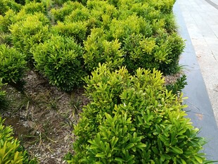 整齐的绿色灌木丛