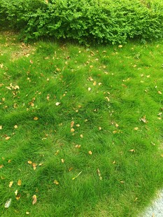 翠绿草坪上散落着黄叶