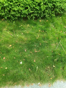 翠绿草坪与绿植景观