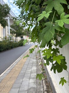 路边绿意盎然的繁茂枝叶