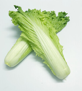 长青白菜