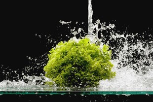 绿植遇水溅起水花瞬间