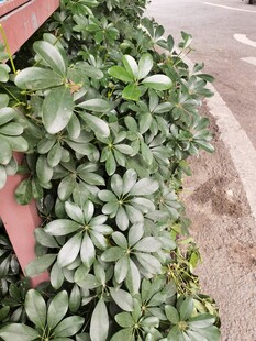 路边翠绿繁茂的丛生植物