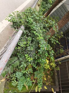 藤蔓缠绕的建筑角落