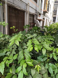 墙边繁茂绿植生机盎然